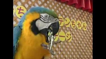 Една птица - папагал 