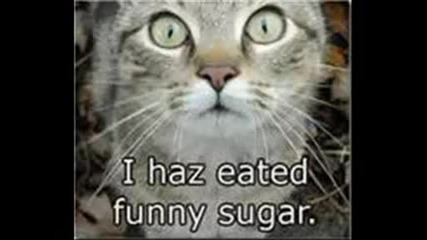 Very Funny Cats 4