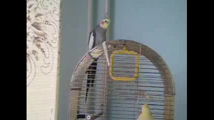 сивчо