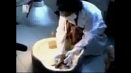 Роди се вид котка между лъв и тигър 