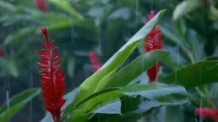 Nature Hd