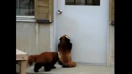 Червена панда се опитва да отвори врата Смях