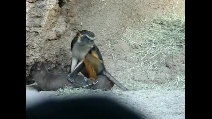 Маймуна жокей-смях!