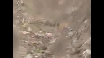 Изненада Тигър Атака