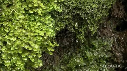 Sony Bravia Demo Beauty of Earth Hd 1080p