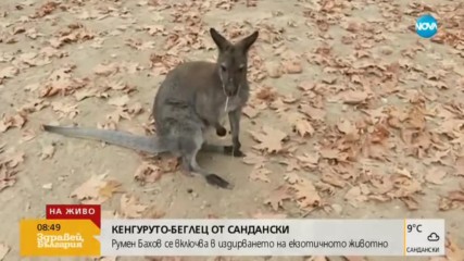Продължава издирването на кенгуруто беглец от Сандански (ВИДЕО)