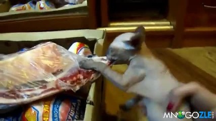 Коте хищник набара месото