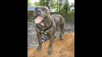 Pitbulli
