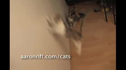 Котки vs Лазер (*)