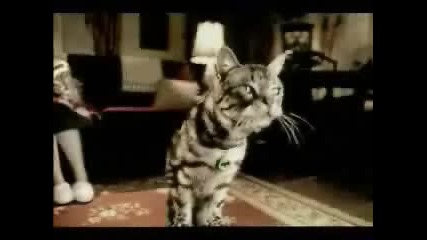 Котка Футболен Запалянко - Много Смях