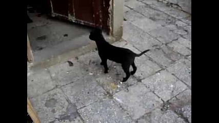 Ayhos Dog - Tina