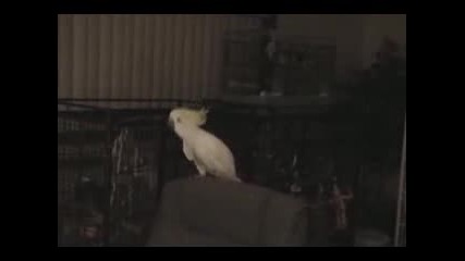 Dancing cockatoo