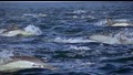 Делфините - ловуването на сардини..