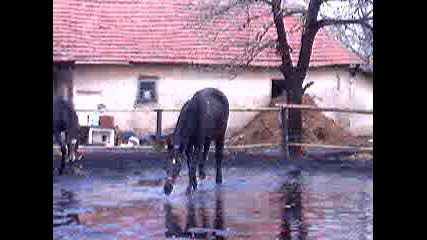 31.XII.2004 - Галактика и Галеник