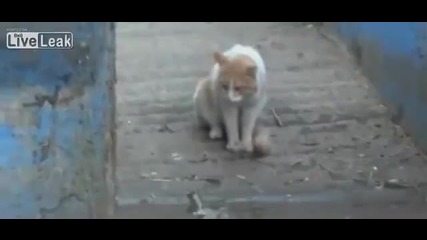 Cat takes on croc