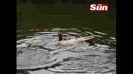 Мъж плува с 5 метров алигатор