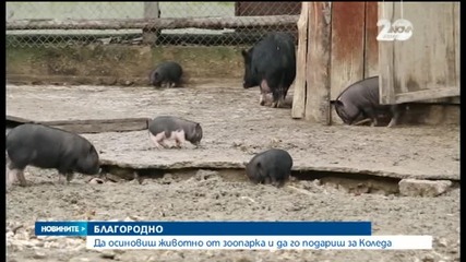 Да осиновиш животно от зоопарка и да го подариш за Коледа
