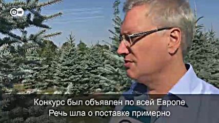 Немецкие ели для Кремля (02.10.2016)
