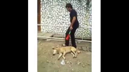 не правете това с кучето си !!!