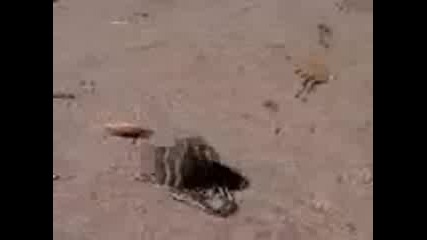Snake Attack