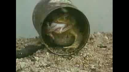 жаба изяжда мишка
