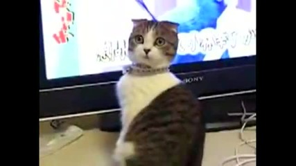 Драматична котка