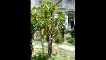 Gilead Conservation Nursery conservation of endemic orchids of sulawesi 