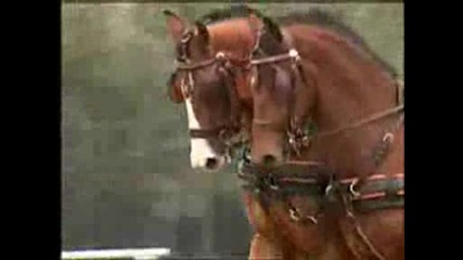 ~ Страхотни Коне ~ 2 ~