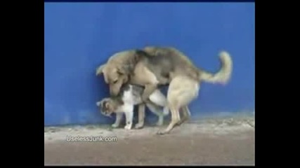 Куче И Котка Правят Як Секс