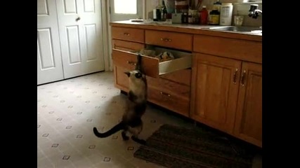 Коте отваря шкаф