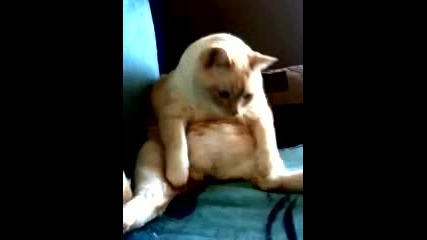 Дебела котка.. 
