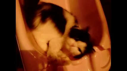 Смешни Котки 