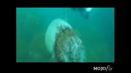 Огромна Медуза