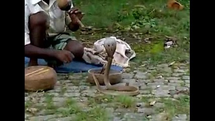 Кобра ухапва мъжа свирещ и ...