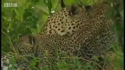 Какво прави един леопард когато е гладен 
