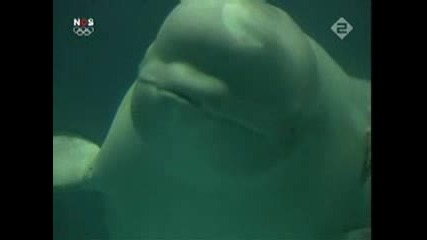 Делфини правят водни пръстени