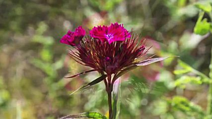 Sweet William - Dianthus Barbatus - Bartnelke - Duizendschoon