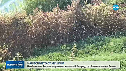 Листни въшки нападнаха Разград