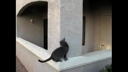 Eбати котките :d 