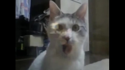 Omg Cat Watches The Shining