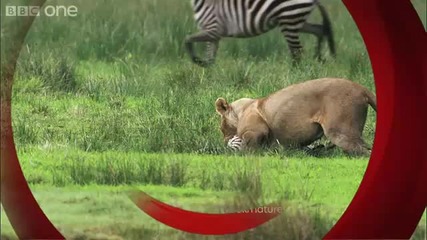 Лъвица на лов за зебра 