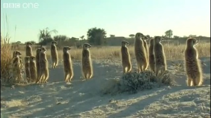 Funny Talking Animals - Walk On The Wild Side Preview - Bbc One