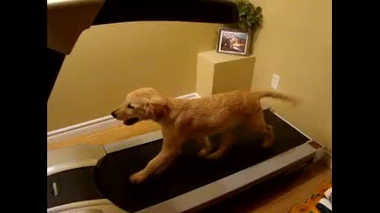 Куче Тренира На Пътеката :d 