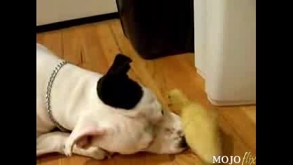 Cute & Gentle Pit Bull With Duck