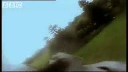 Speed race Pigeon vs Peregrine Falcon - Bbc Animals 