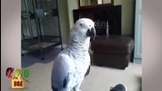 Какво става, когато папагалът ти се ядоса