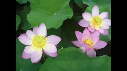For Beauty Lovers videos