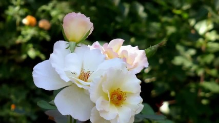 Ernesto Cortazar - Se Guire Mi Viaje - Sabor A Mi - Beautiful White Flowers