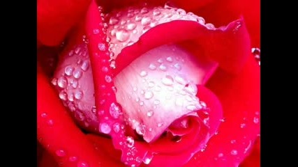 Наи прекрасното цвете (розата)