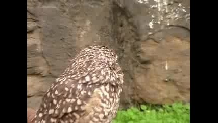 Dramatic Owl